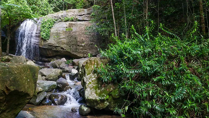 Buderim Forest Waterfalls (Serenity Falls), Buderim