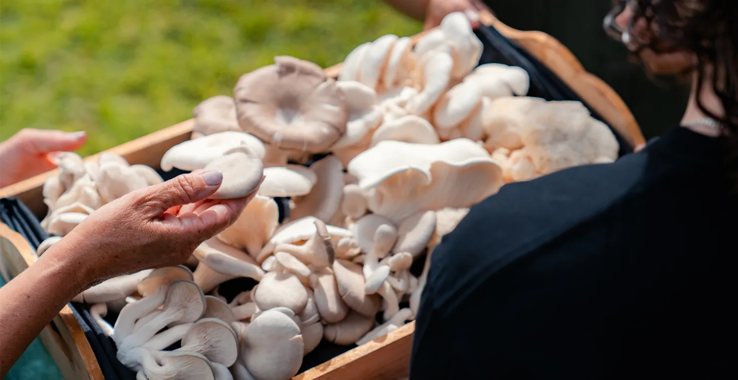 Oyster and Lions Maine mushrooms at Eastwell Farms