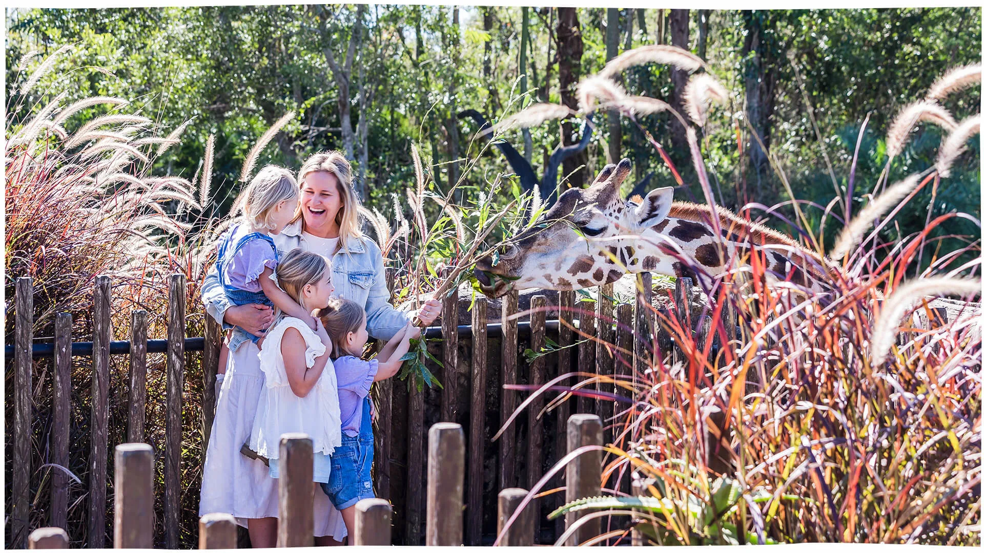 Australia Zoo giraffe feeding