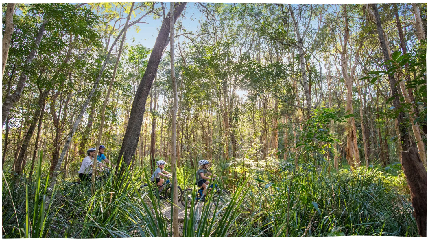 Ferny Forest