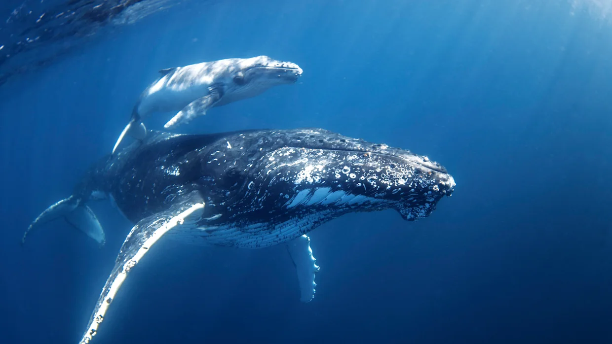 Wonderous wildlife  