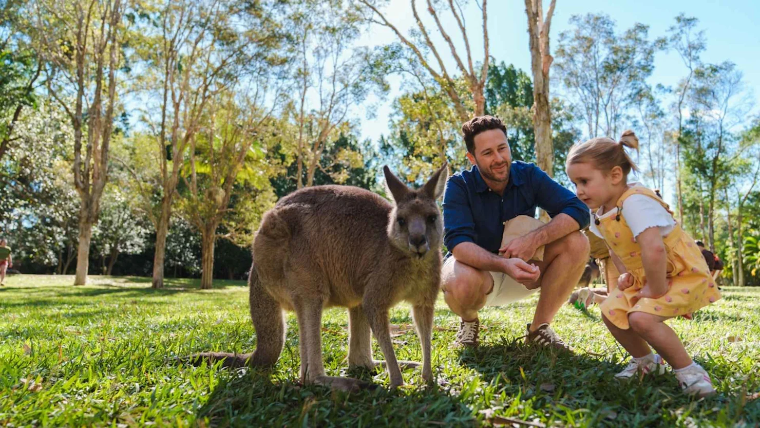 Feeding the kangaroos at Australia Zoo, Sunshine Coast Hinterland