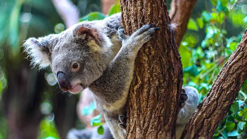 Koala peeking from tree at Australia Zoo