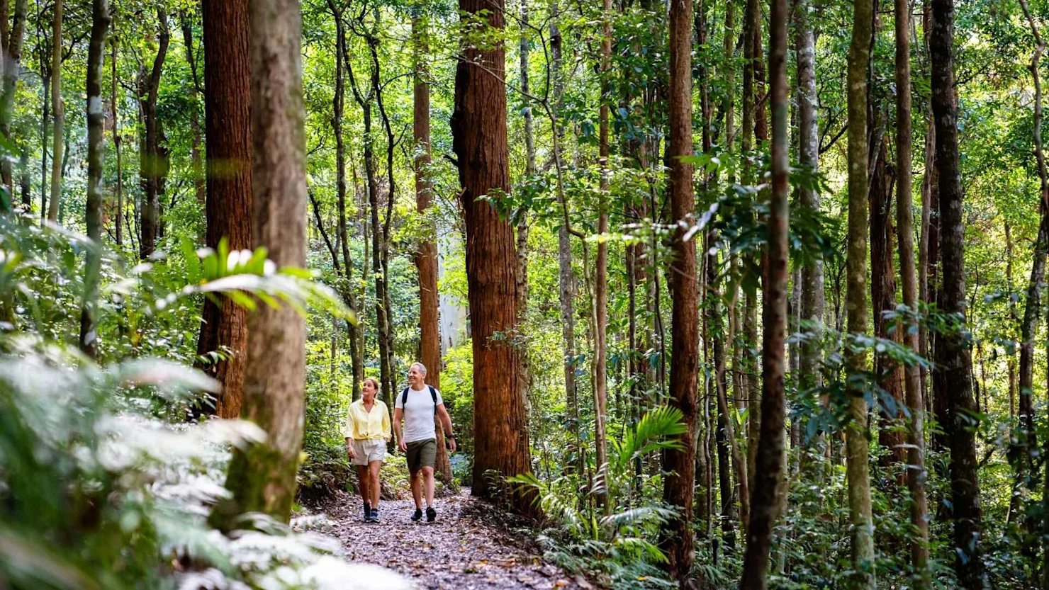 Kondalilla Falls Circuit, Kondalilla National Park, Sunshine Coast Hinterland