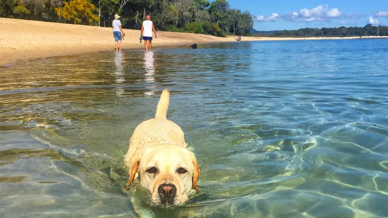 Dog beach, Noosa spit.