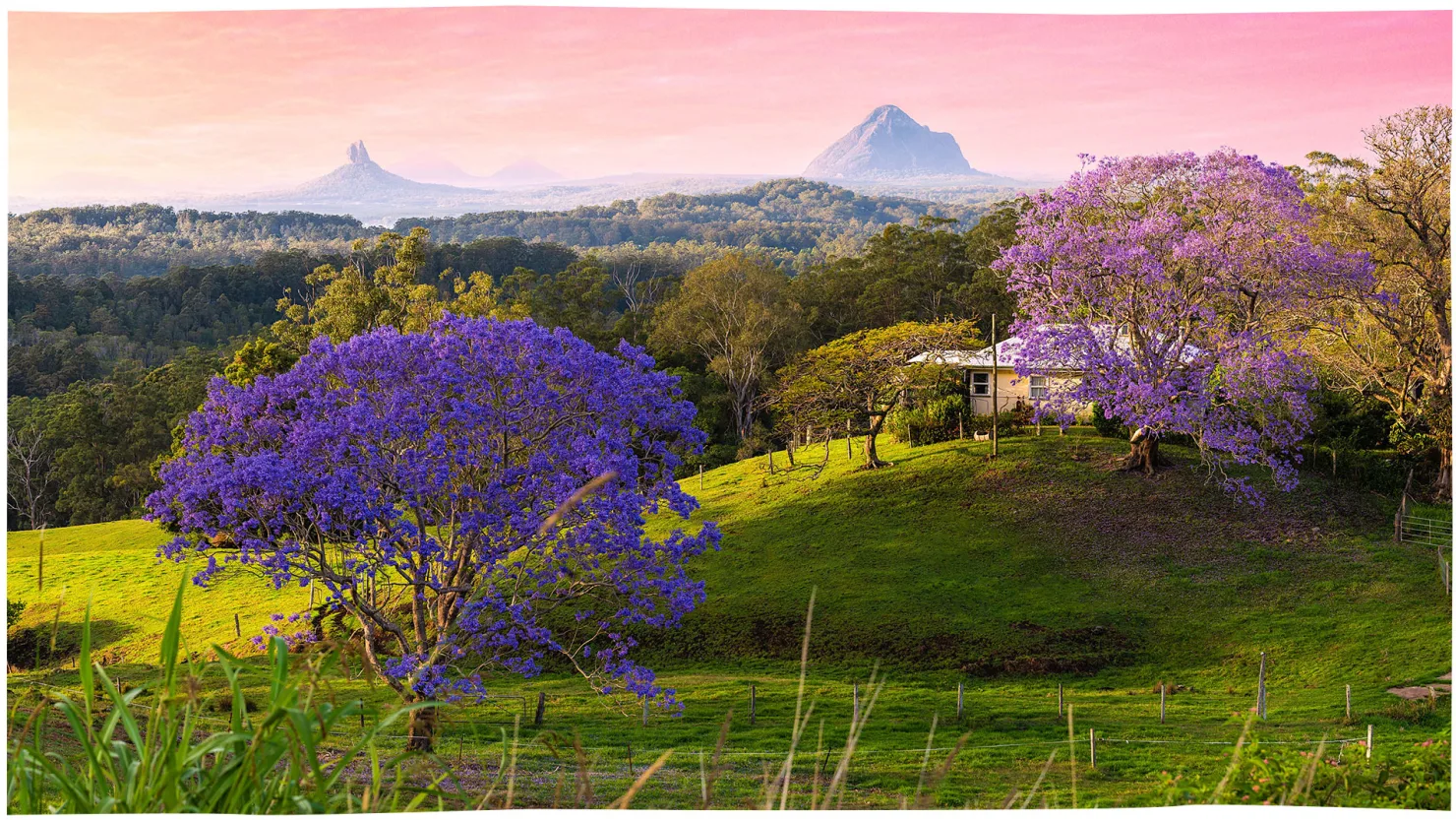 Hinterland Jacaranda