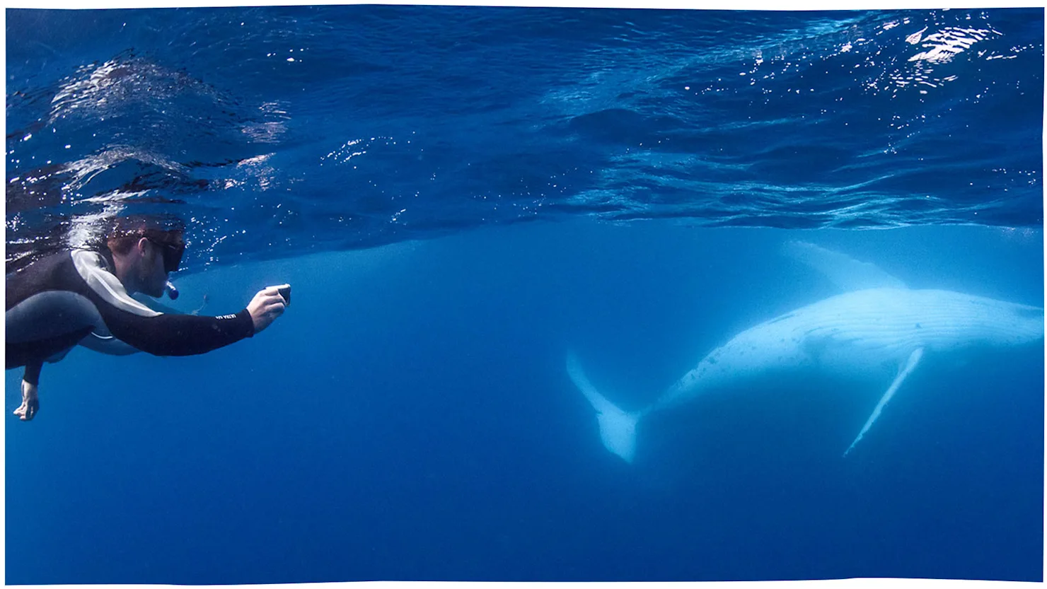 Swim with whales with Sunreef