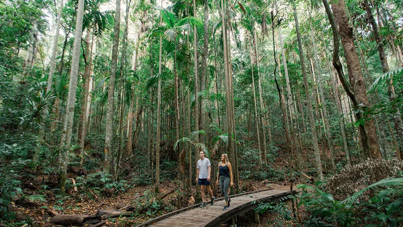 Hiking through Kondalilla National Park