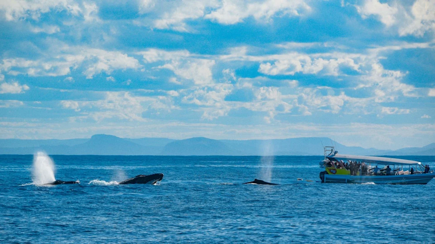 Whale Watching on the Sunshine Coast