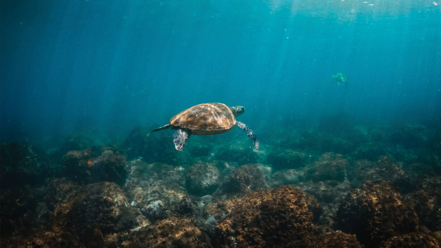 Swim with turtles at Mudjimba Island