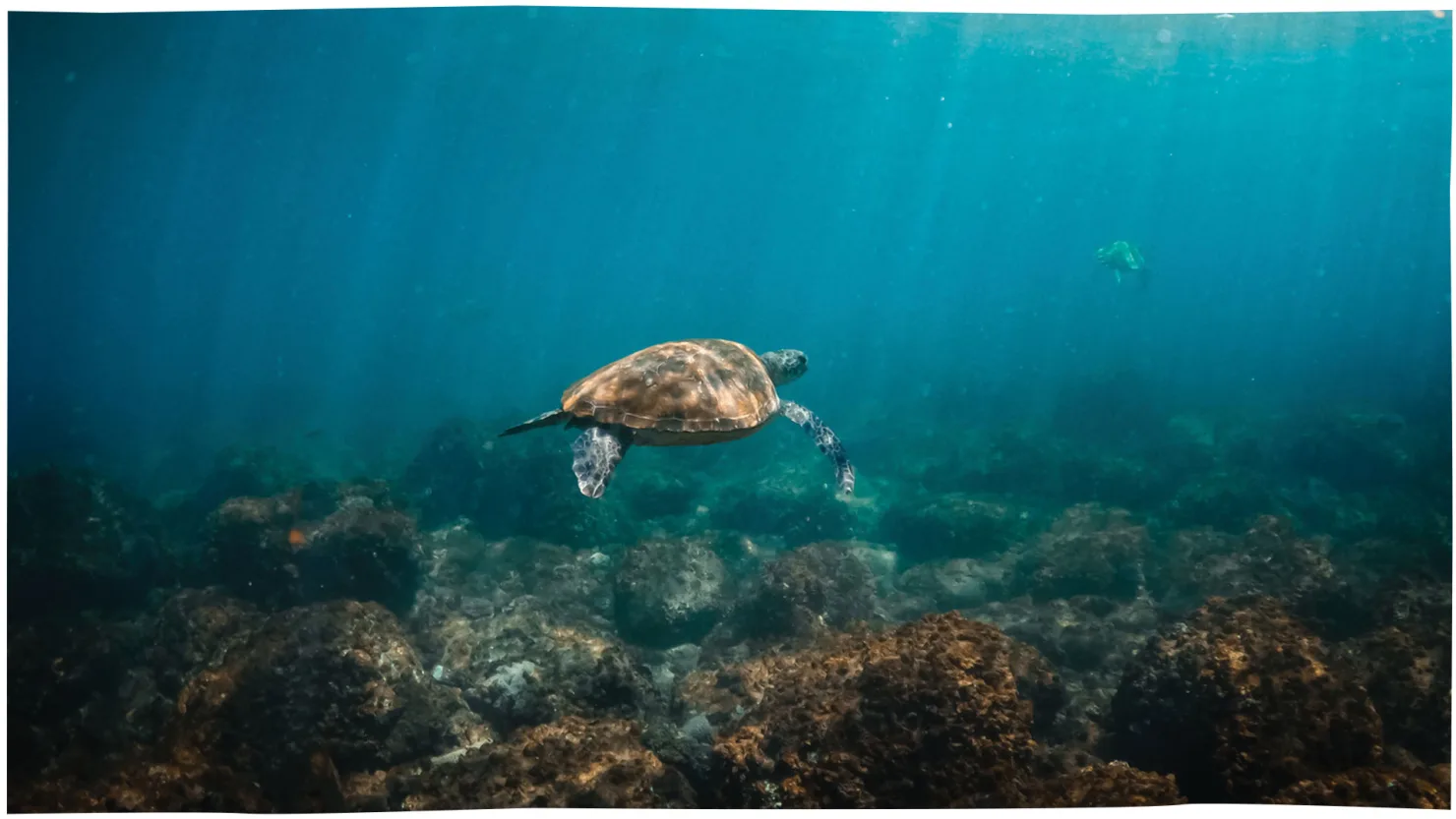 Swim with turtles at Mudjimba Island