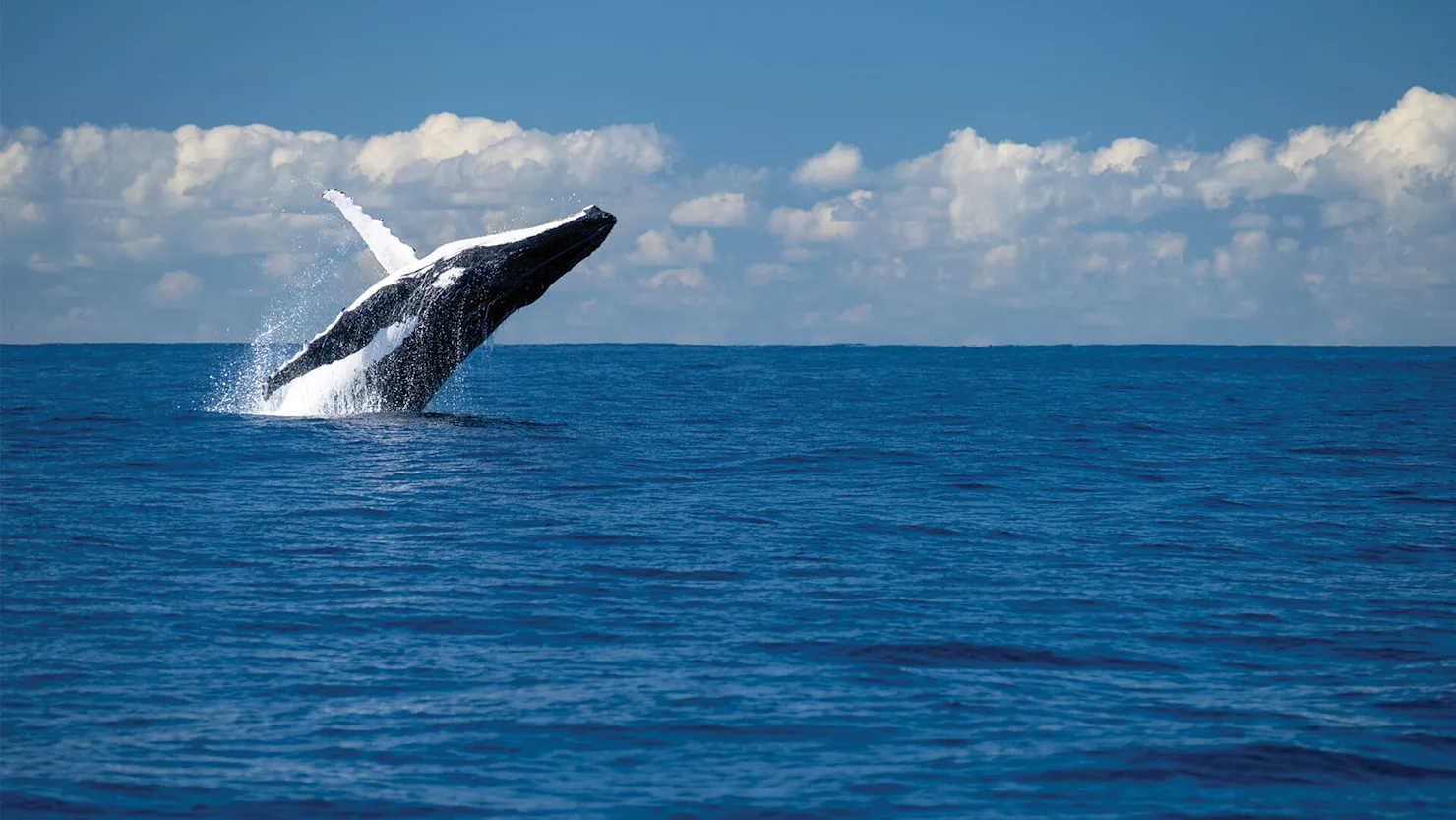 Whale breaching