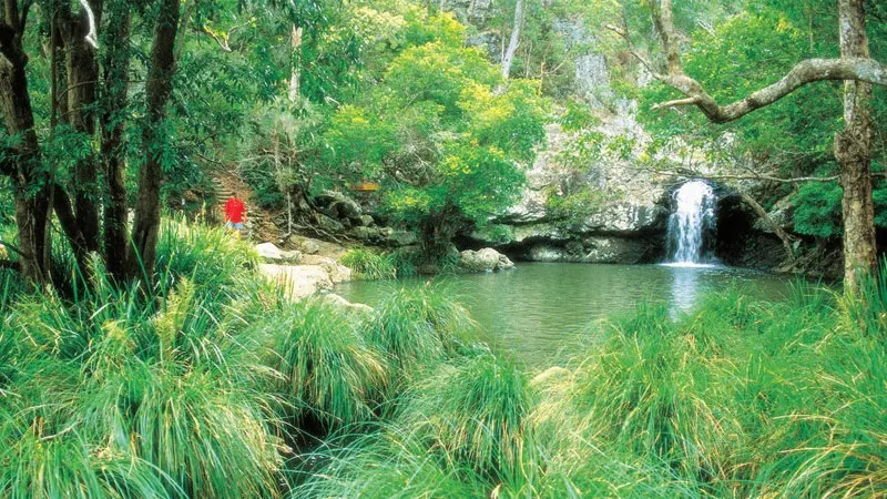 Kondalilla Falls National Park (image courtesy of NPSR).