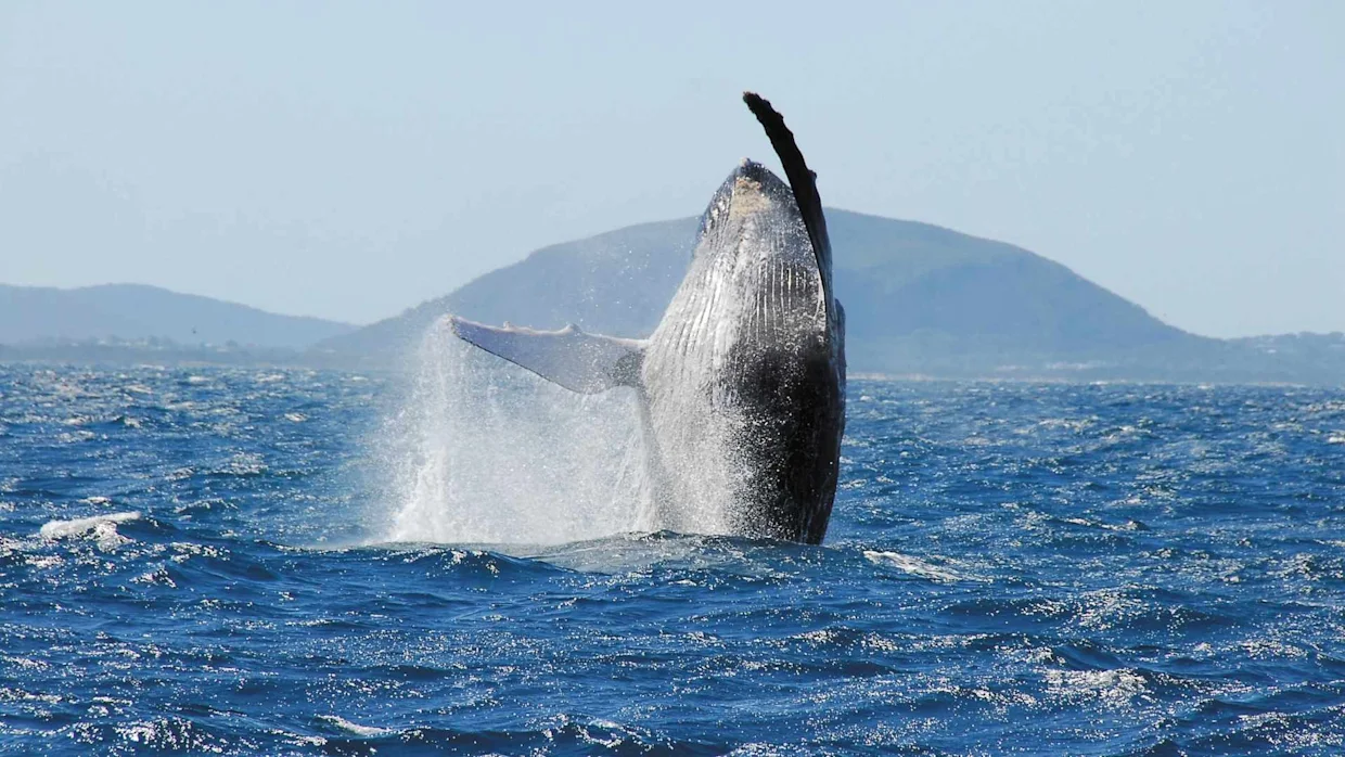 Wonderous wildlife