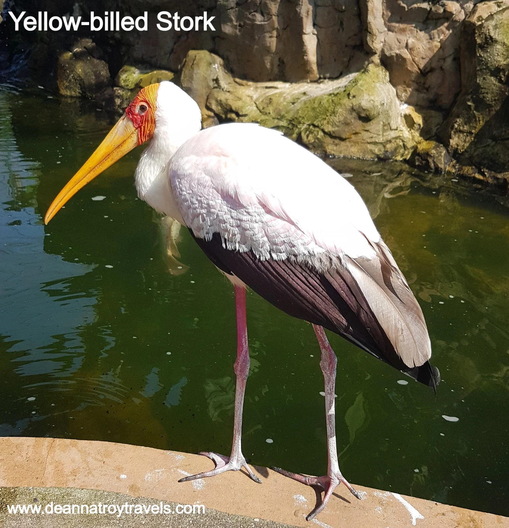 Photo of a yellow-billed stork standing in front of a pond