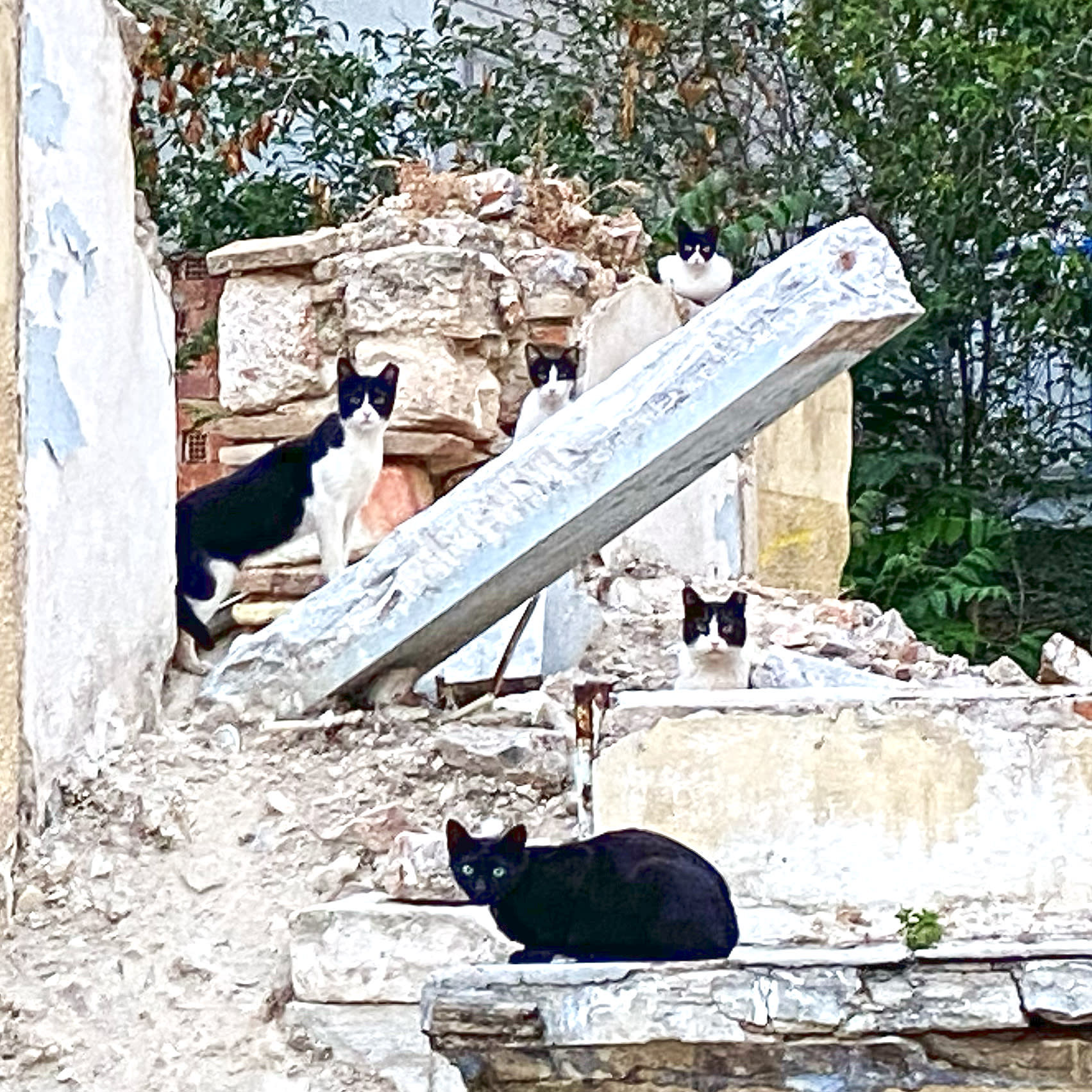 Cat-Cropolis