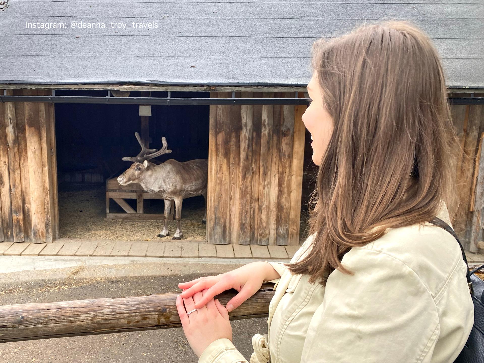 Reindeer at Skansen