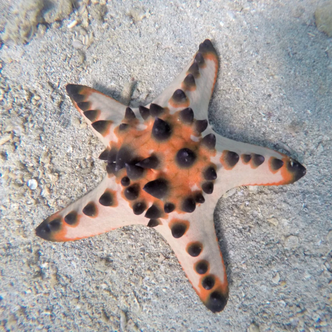 A close-up photo of a spiky starfish on the beach