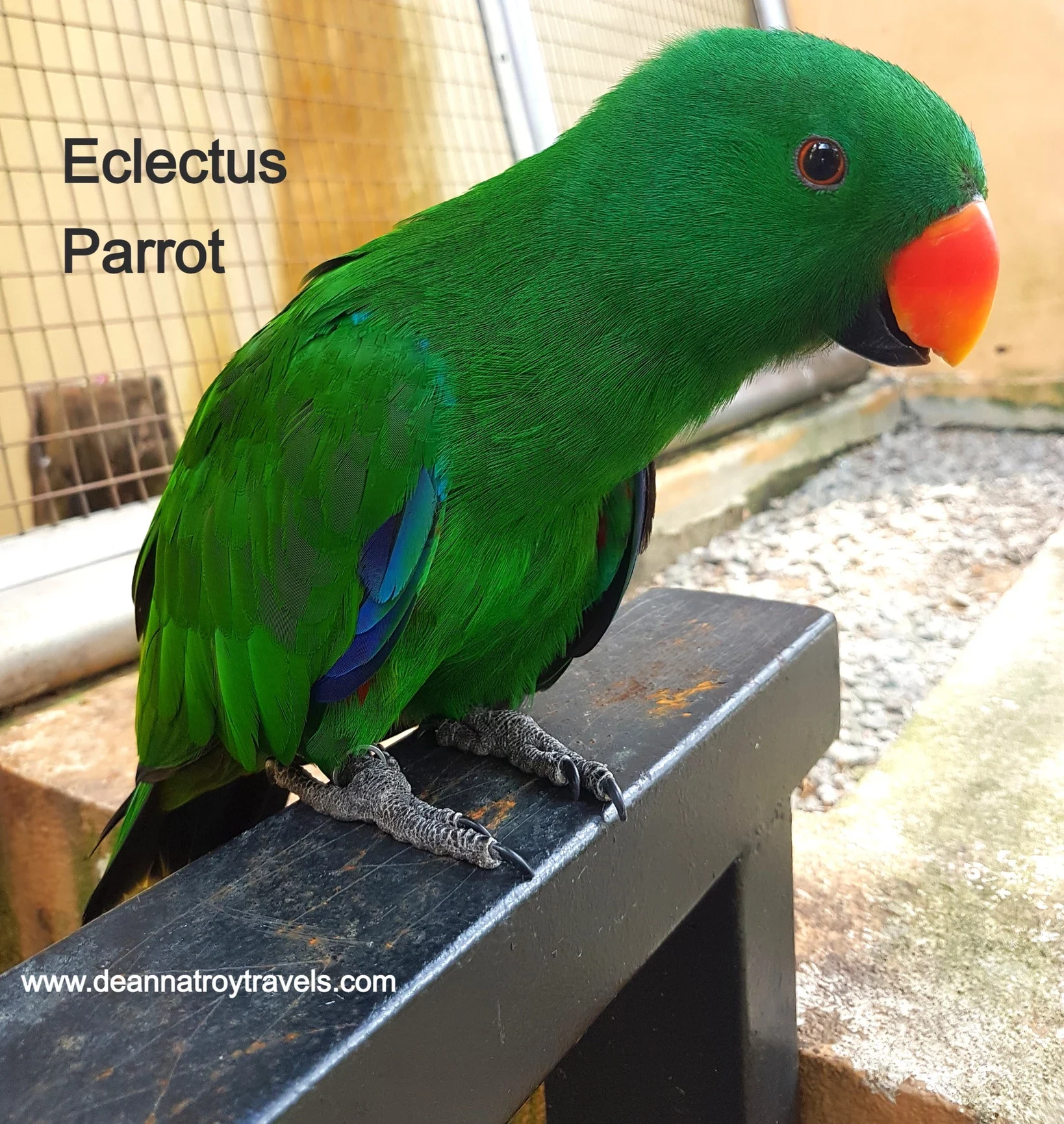 Photo of an eclectus parrot