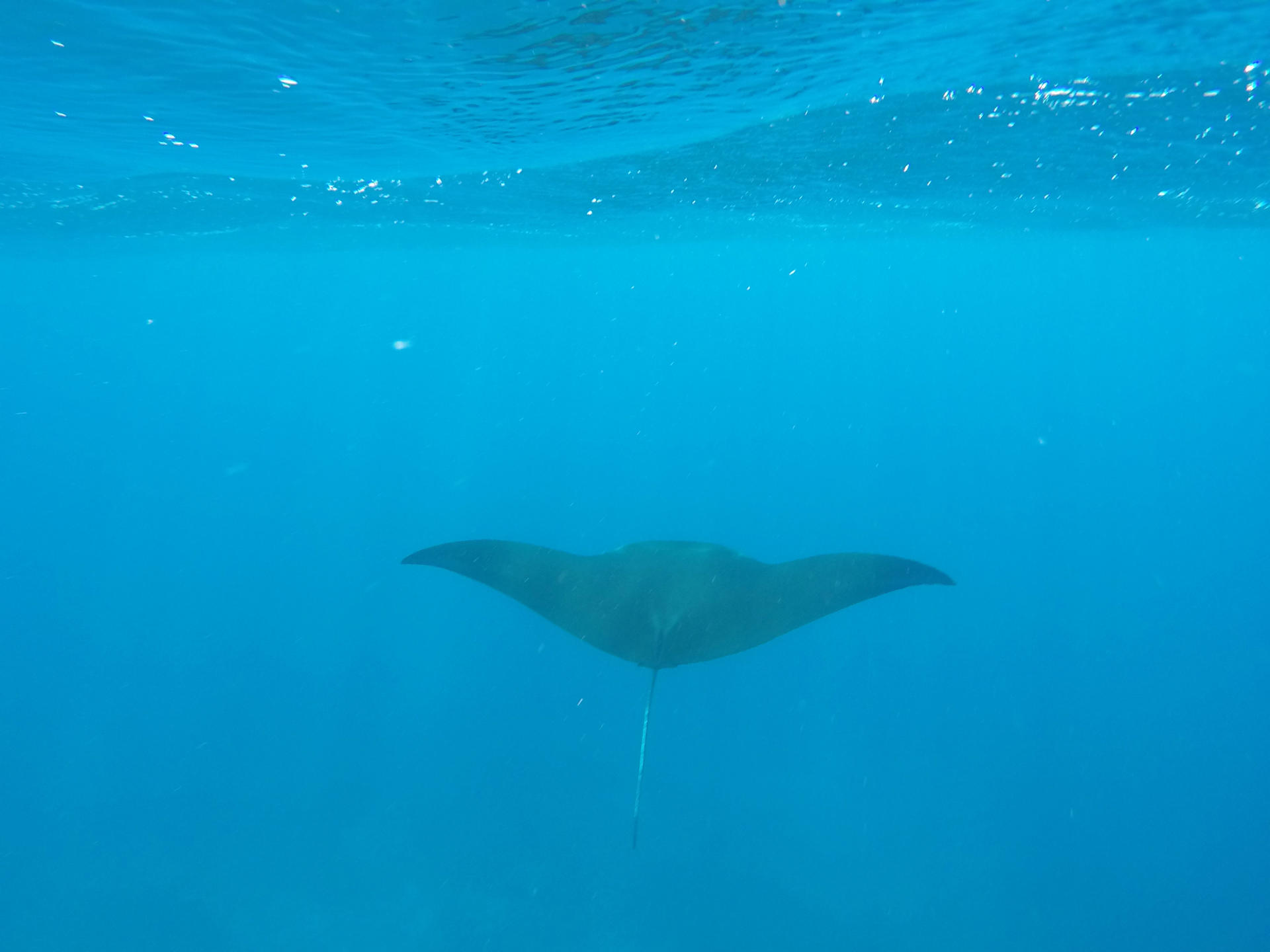 A stunning manta ray floats towards the waters edge at Manta Point.