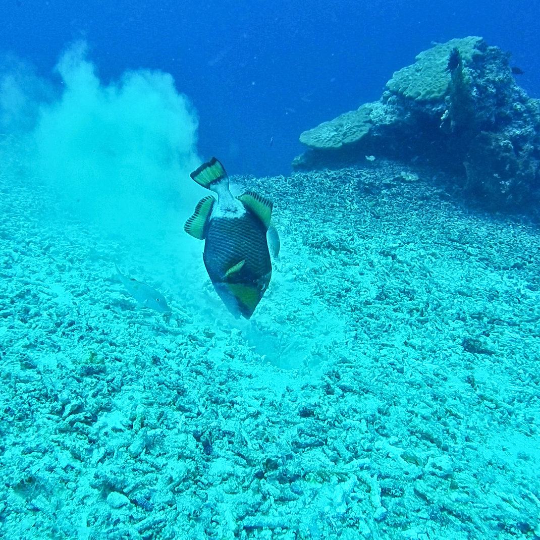 This large fish looks goofy but it can knock out scuba divers with the force of his swim! This one is building a nest for his future wife.