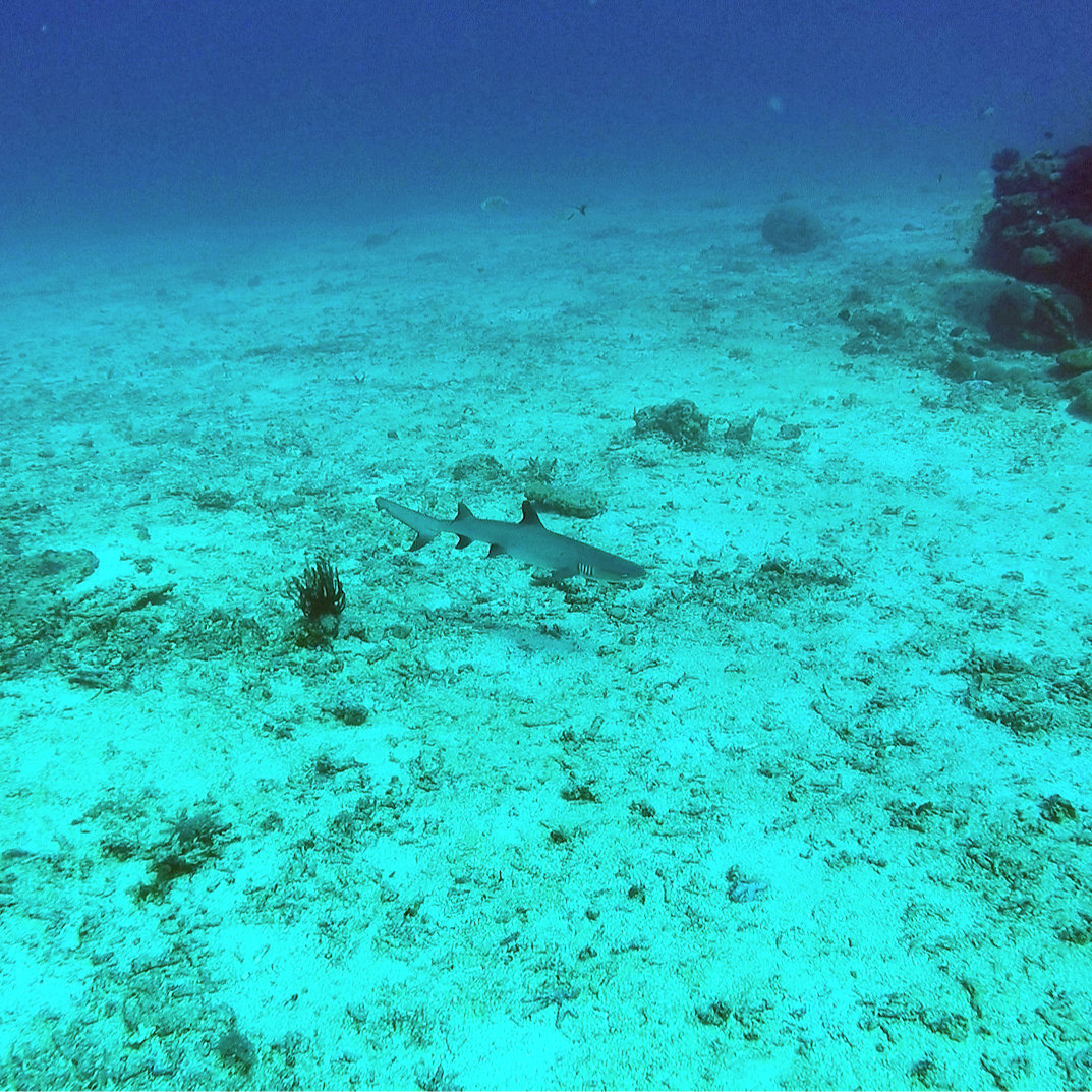 Mostly harmless, but don't get too close! This is a white tip reef shark!