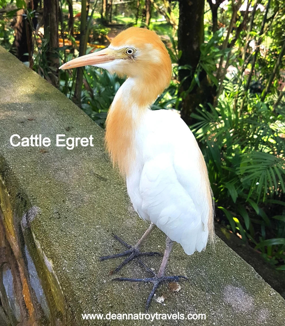 Photo of a cattle egret