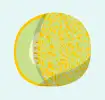 Honeydew melon icon