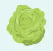 Head of lettuce icon