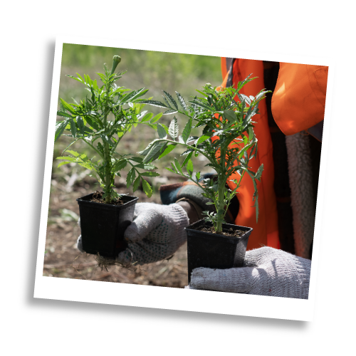 Person carrying small trees to plant