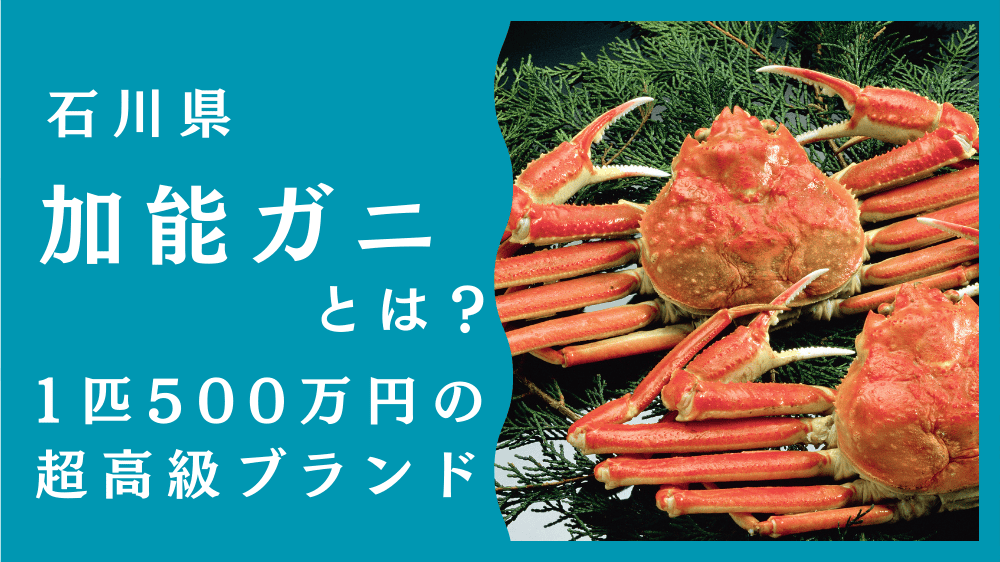 加能ガニとは？北陸が誇る最高級ブランドカニを解説