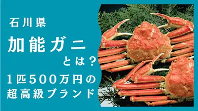 加能ガニとは？北陸が誇る最高級ブランドカニを解説