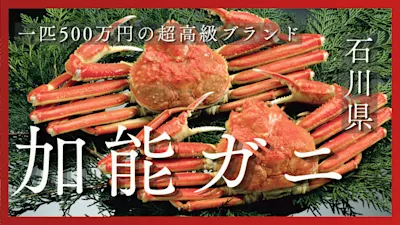 加能ガニとは?北陸が誇る最高級ブランドカニを解説