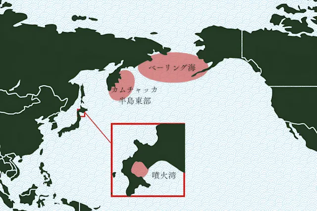 オオズワイガニの産地