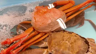 活き紅ズワイガニ