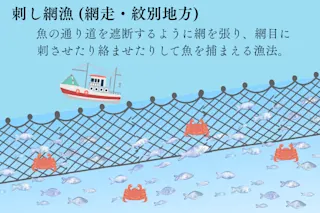 タラバガニ　刺し網漁