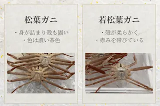 若松葉ガニと松葉ガニの色味やサイズの比較