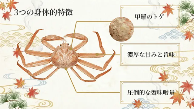 トゲズワイガニとは？幻の深海ガニの全て！産地・価格・旬・美味しい