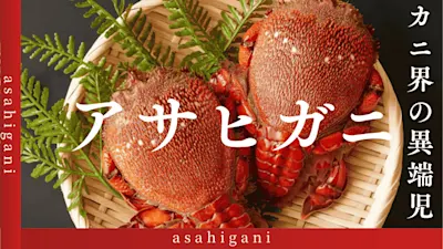 アサヒガニを徹底解説！前歩きできる珍しいカニ！見た目と裏腹の美味しさ