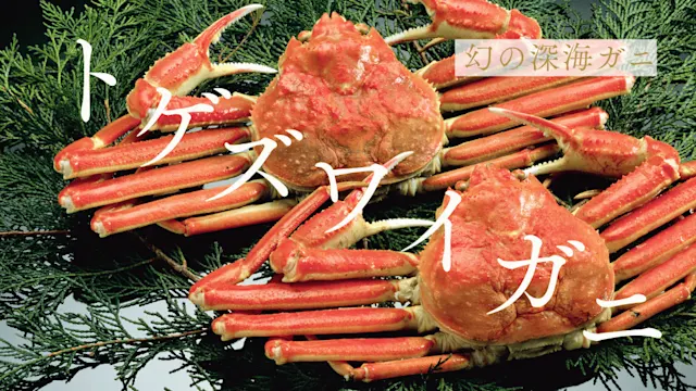 トゲズワイガニとは