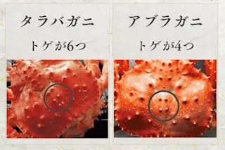 トゲ比較