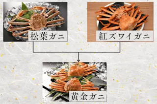 黄金ガニ家系図