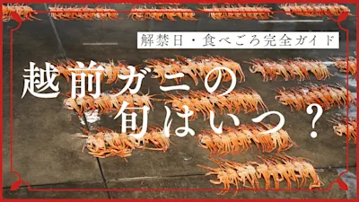 越前ガニの旬はいつ?福井での解禁日と食べごろ完全ガイド