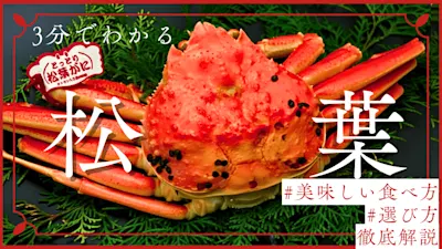 松葉ガニとは？特徴や旬の時期、相場を徹底解説！越前ガニとの違いや通販での選び方も