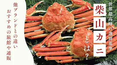 【世界最高峰の選別基準】柴山カニとは?兵庫県柴山港が誇る最高級カニブランド