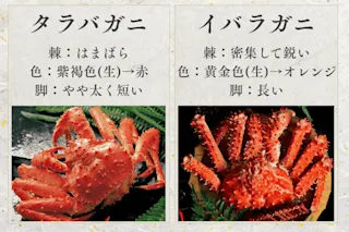 タラバ、イバラ比較図