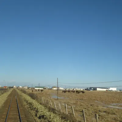 根室港の極上カニを食べるなら!美味しいお店と通販・旬やイベント情報カニ情報