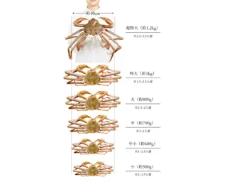 松葉ガニのサイズ基準