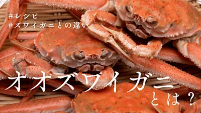オオズワイガニとは？コスパ抜群の美味しさ！本ズワイガニや紅ズワイガニとの違いからおすすめ通販まで