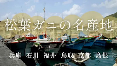 松葉ガニの名産地は?産地のお得なイベント情報やお得な豆知識